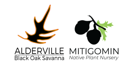 Alderville-First-Nation-Black-Oak-Savanna